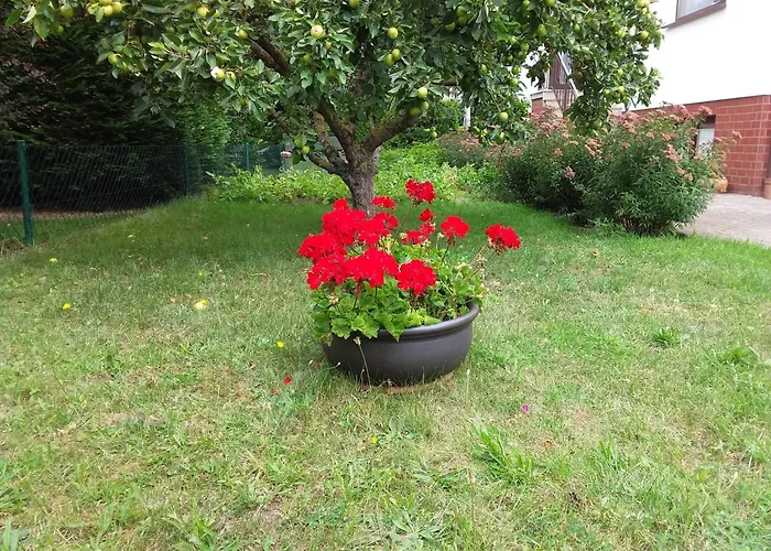 Homestay Fewo's Birkenweg Ostseebad *